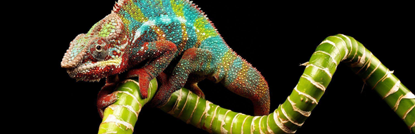 Chameleon